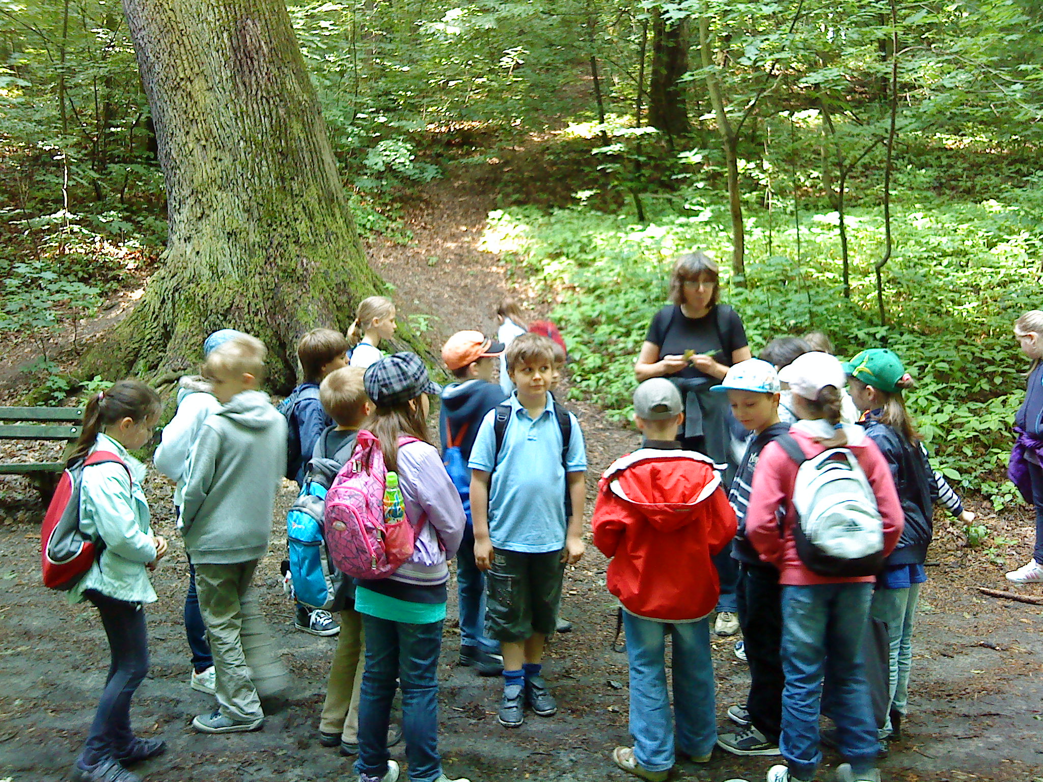 Alternatívne vyučovanie prírodovedy v Horskom parku - Dreviny